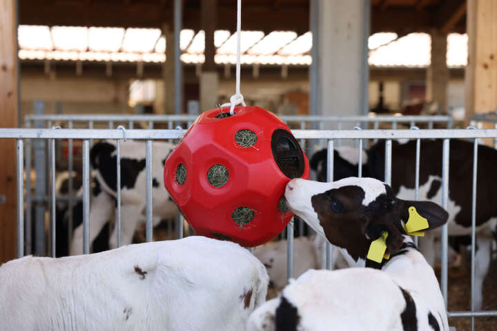 KERBL Futterspielball HeuBoy für Pferde